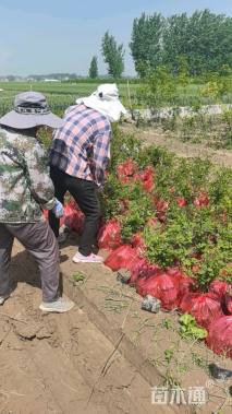 0.5公分刺槐