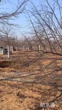 15公分高杆染井吉野樱