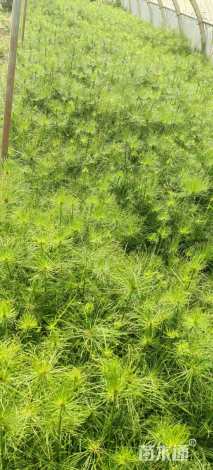 高度50厘米纸莎草
