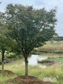 12公分日本红枫