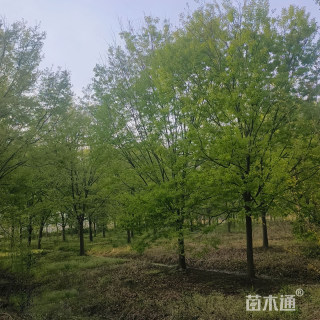 18公分红榉