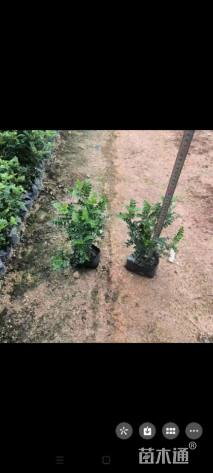 高度15厘米胡椒木