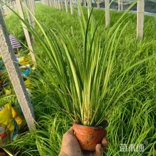 高度30厘米金叶石菖蒲