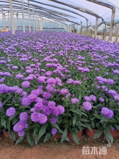 高度25厘米翠菊