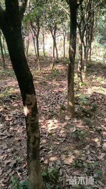 15公分四季桂