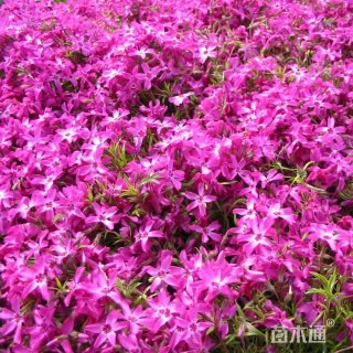 高度30厘米福禄考