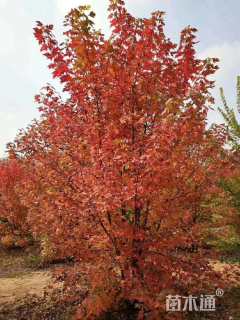 高度300厘米丛生红枫