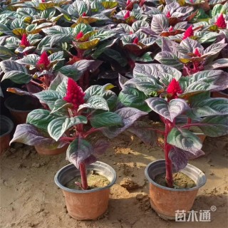 高度40厘米一支笔