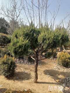 10公分造型龙柏