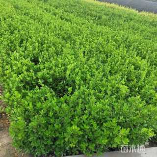 高度50厘米大叶黄杨小苗