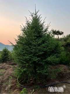 高度300厘米云杉