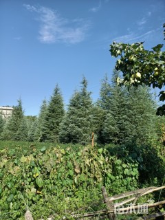 高度1000厘米雪松