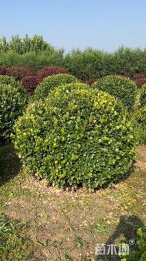 冠幅120厘米卫矛球