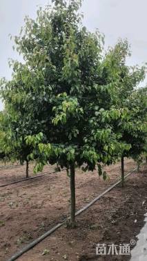 11公分彩叶豆梨