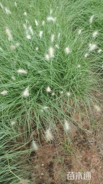 高度40厘米狼尾草