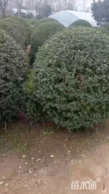 冠幅150厘米小叶女贞球