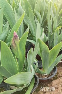 高度40厘米德国鸢尾