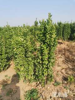 高度120厘米北海道黄杨