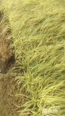 高度30厘米金叶苔草
