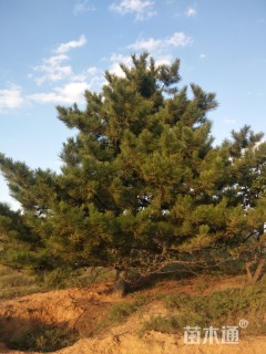 高度200厘米油松