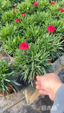 高度15厘米康乃馨