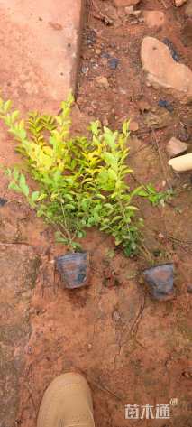 高度32厘米金冠女贞