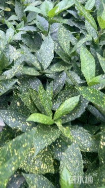 高度30厘米洒金珊瑚