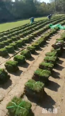 草块状马尼拉草