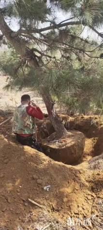 高度450厘米黑松