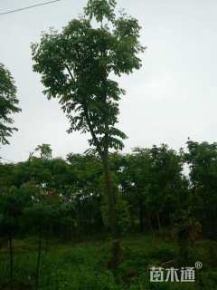 15公分黄山栾树