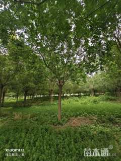 12公分白蜡