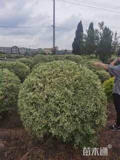 冠幅120厘米银姬小蜡球