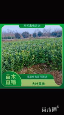 高度60厘米大叶黄杨