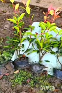 高度40厘米红叶石楠小苗