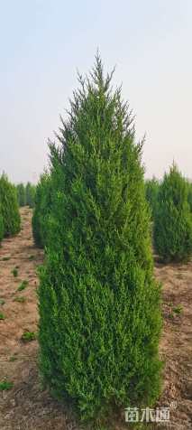 高度300厘米望都塔桧