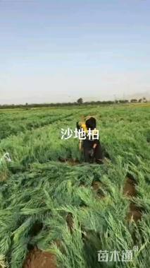 高度60厘米沙地柏