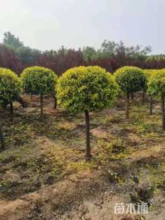 冠幅110厘米金叶榆球