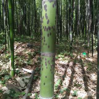 地栽苗斑竹