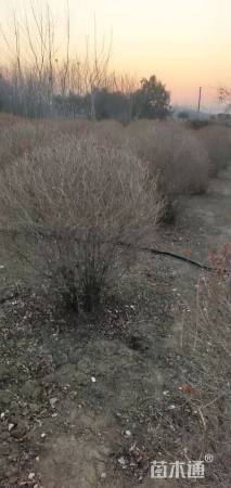 冠幅180厘米金叶女贞球