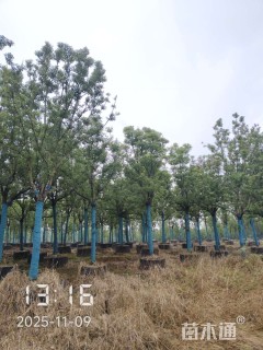 12公分香樟