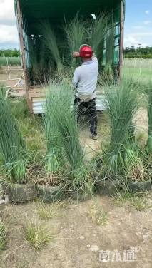 20公分人参榕