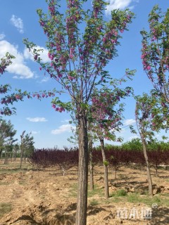 15公分嫁接香花槐