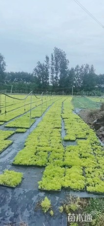 高度10厘米佛甲草