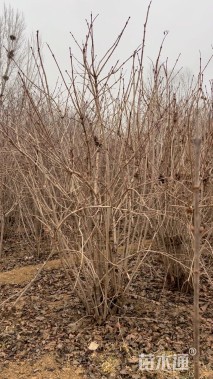 高度250厘米天目琼花