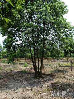 10公分红果冬青