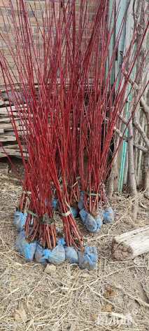 高度60厘米红瑞木