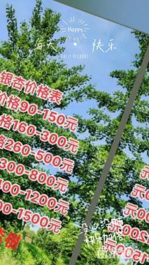 10公分银杏