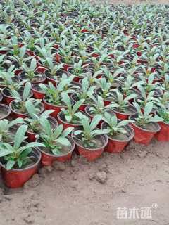 高度15厘米千日红