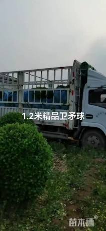 冠幅100厘米卫矛球