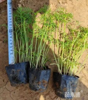 高度18厘米波斯菊